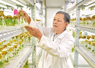 專(zhuān)注雜交油菜育種60余年的傅廷棟院士--“搞農(nóng)業(yè)的就要多下田”