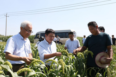 中科院院士錢(qián)前到平陵古城調(diào)研谷子實(shí)驗(yàn)示范情況